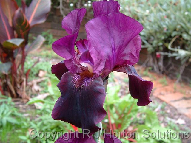 Iris Bearded Dk Purple